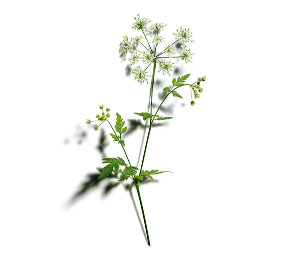 Wild Chervil-Organic wild chervil extract-Anthriscus sylvestris extract